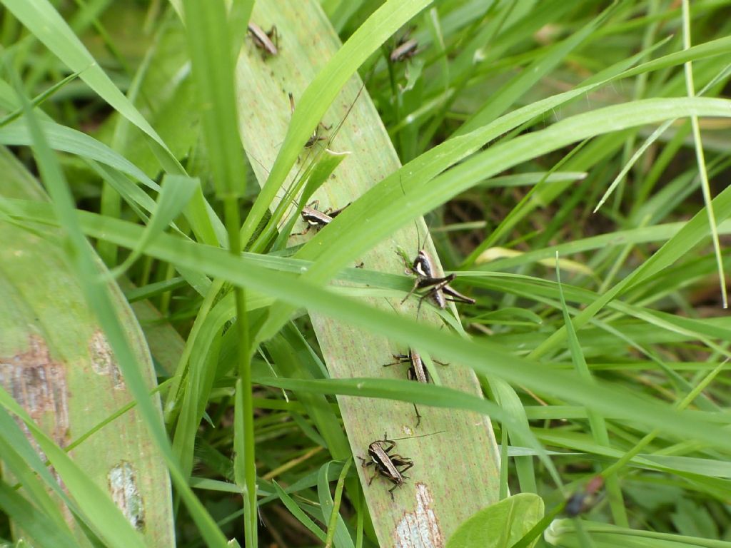 Cosa diventer?  un Tettigoniidae